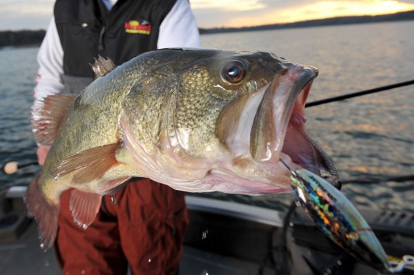 Lake Norfork Lake Fishing Report Guides Striper Crappie Walleye Bass