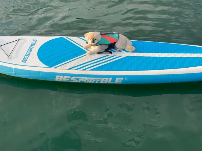 dog paddle boarding 768x576
